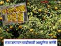 Orange Fruit : विदर्भातील संत्र्याला मिळणार हक्काची बाजारपेठ वाचा सविस्तर - Marathi News | Orange Fruit: Oranges from Vidarbha will get a rightful market read in details | Latest agriculture News at Lokmat.com