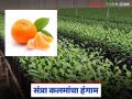 Orange Nursery : सातपुड्याच्या पायथ्याशी संत्रा कलमांचा हंगाम सुरू; जंभेरी बांधकरीचा धडाका - Marathi News | latest news Orange Nursery: Orange cutting season begins at the foot of Satpura; Jambheri builders' blast | Latest agriculture News at Lokmat.com