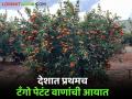 Orange variety Tango : लिंबूवर्गीय फळांत देशात प्रथमच टँगो पेटंट वाणांची आयात, काय आहेत वाणाची वैशिष्ट्ये  - Marathi News | Latest News Importation of Tango patent variety in citrus fruits for first time in india by Sahyadri farms | Latest agriculture News at Lokmat.com