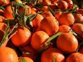 शेतकऱ्यांचा एक कोटी रुपयांचा संत्रा दलालाने परस्पर विकला - Marathi News | One crore rupees worth of oranges were sold by a broker | Latest maharashtra News at Lokmat.com