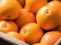 CoronaVirus : प्रतिकारक्षमता वाढविणाऱ्या संत्र्याची मागणी वाढली - Marathi News | CoronaVirus: Increased demand for oranges that increase immunity | Latest akola News at Lokmat.com