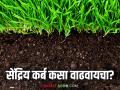 Organic Carbon : जमिनीतील सेंद्रिय कर्ब वाढविण्याचे सोपे उपाय; वाचा सविस्तर - Marathi News | Organic Carbon : Easy ways to increase organic carbon in soil; Read in detail | Latest agriculture News at Lokmat.com