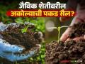 Organic Farming : शेतकऱ्यांचा प्रश्न : जैविक शेतीचे मुख्यालय अकोल्यातून का हलवताय? वाचा सविस्तर - Marathi News | latest news Organic Farming: Farmers' question: Why is the headquarters of organic farming being moved from Akola? read in details | Latest agriculture News at Lokmat.com