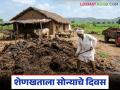 Organic Farming : उत्पादन वाढीचा फॉर्म्युला सापडला? शेतकरी शेणखतावर भर देतायत - Marathi News | latest news Organic Farming: Found the formula for increasing production? Farmers are focusing on cow dung fertilizer | Latest agriculture News at Lokmat.com