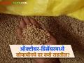 Soyabean Market : ऑक्टोबर-डिसेंबर 2025 मध्ये सोयाबीनचे भाव कसे राहतील? वाचा सविस्तर  - Marathi News | Latest News Soyabean market How will soybean prices be in October-December 2025 Read in detail | Latest agriculture News at Lokmat.com