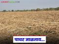 उसाचे पाचट जाळण्यापेक्षा 'या' दोन पद्धतीचा अवलंब करा; एकरी उत्पादनात होईल मोठी वाढ - Marathi News | Instead of burning sugarcane stubble, adopt these two methods; there will be a huge increase in per acre production | Latest agriculture News at Lokmat.com