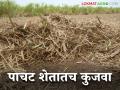 उसाचे पाचट कुजविण्याचा कोल्हापुरी पॅटर्न; २८६ कृषी सहायक शेतकऱ्यांच्या बांधावर - Marathi News | Kolhapuri pattern of sugarcane trash management; 286 agricultural assistant visit on farmers field | Latest agriculture News at Lokmat.com