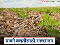 Agriculture News : जमीन ओलावा राहील, पाणी बचतही होईल, असे करा कमी खर्चात आच्छादन - Marathi News | Latest News Agriculture News Mulch to retain available moisture in soil for longer | Latest agriculture News at Lokmat.com