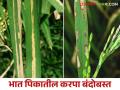 Bhat Karapa : भात पिकावरील करपा वेळीच रोका कसे कराल नियंत्रण - Marathi News | Bhat Karapa : How to control blight disease in paddy crop | Latest agriculture News at Lokmat.com