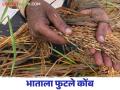 परतीच्या पावसामुळे दाणादाण भातशेती पाण्यात; सुगी लांबणीवर - Marathi News | paddy fields crop damage by water due to return rains season postponed | Latest agriculture News at Lokmat.com