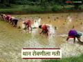 Paddy Cultivation : 'पेंच'चं पाणी आलं शेतात; रखडलेल्या धान रोवणीला वेग वाचा सविस्तर - Marathi News | latest news Paddy Cultivation: 'Pench' water has reached the fields; stalled paddy planting has been accelerated Read in detail | Latest agriculture News at Lokmat.com