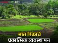 Paddy Cultivation : पेरणीपासून ते लागवडीपर्यंत, भात पिकाचे व्यवस्थापन कसे कराल? वाचा सविस्तर  - Marathi News | Latest News Integrated management of rice crop from sowing to cultivation see details | Latest agriculture News at Lokmat.com