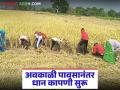 Paddy Harvesting : धान कापणीची लगबग; अवकाळी पावसानंतर शेतात पुन्हा कामाला वेग वाचा सविस्तर - Marathi News | latest news Paddy Harvesting: Paddy harvesting is in full swing; Work in the fields is picking up pace again after unseasonal rains. Read in detail | Latest agriculture News at Lokmat.com