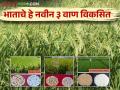 प्रतिहेक्टर ४० ते ५५ क्विंटल उतारा देणारे भाताचे नवीन तीन वाण विकसित वाचा सविस्तर - Marathi News | Three new varieties of rice have been developed which yield 40 to 55 quintals per hectare read more details | Latest agriculture News at Lokmat.com