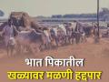 भातशेतीतील पारंपारिक मळणी प्रक्रिया आता यंत्राने - Marathi News | Traditional threshing process in paddy farming is now mechanized | Latest agriculture News at Lokmat.com