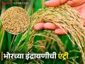 Indrayani Tandul Bajar Bhav : भाताचे आगार भोरमध्ये इंद्रायणी तांदळाला मिळतोय सर्वाधिक दर - Marathi News | Indrayani Tandul Bajar Bhav : Indrayani rice fetches the highest price in the bhor area | Latest agriculture News at Lokmat.com