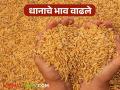 Paddy Market : भाताच्या दाण्यांना आलाय मोत्याचा भाव; क्विंटलला कसा मिळतोय भाव? - Marathi News | Paddy Market : Paddy grains have reached a pearl price; How is the price being obtained per quintal? | Latest agriculture News at Lokmat.com