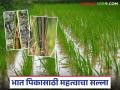 ढगाळ, पावसाळी हवामानामुळे भात पिकात होऊ शकतो 'या' किडींचा प्रादुर्भाव; कसे कराल नियंत्रण? - Marathi News | Cloudy, rainy weather can cause an outbreak of these pests in rice crops; How to control them? | Latest agriculture News at Lokmat.com
