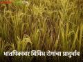 Paddy Crop Management : भातपिकावर 'या' विविध रोगांचा प्रादुर्भाव; शास्त्रज्ञांनी पाहणी करून सांगितला उपाय - Marathi News | Paddy Crop Management : Incidence of 'these' various diseases on rice crop; The solution was given by the scientists after inspection | Latest agriculture News at Lokmat.com