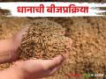 Paddy Sowing धान लागवडीसाठी किती बियाणे लागते व कशी करावी बीजप्रक्रिया - Marathi News | Paddy Sowing How much seed is required for paddy cultivation and how to do the seeding process | Latest agriculture News at Lokmat.com