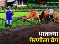 Rice Cultivation Ratnagiri: रत्नागिरी जिल्ह्यात ६८ हजार हेक्टरवर होणार भात लागवड - Marathi News | Rice cultivation will be done on 68 thousand hectares in Ratnagiri district | Latest agriculture News at Lokmat.com