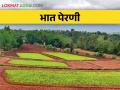 धूळवाफेवर भातपेरणी, इंद्रायणी वाणाला सर्वाधिक मागणी - Marathi News | Early Paddy sowing, highest demand for Indrayani variety | Latest agriculture News at Lokmat.com