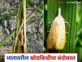 Bhat Khod Kid : उन्हाळी भातशेतीवर दिसतोय खोडकिडा; करा हे सोपे जैविक उपाय - Marathi News | Bhat Khod Kid : Summer rice fields are showing signs of stem borer pests; try this simple biological solution | Latest agriculture News at Lokmat.com