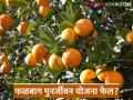 Orange Orchard Crisis : फळबाग पुनर्जीवन योजना फेल? काय आहे कारण वाचा सविस्तर - Marathi News | latest news Orange Orchard Crisis: Orchard revival plan failed? What is the reason? Read in detail | Latest agriculture News at Lokmat.com
