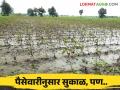 Agriculture News : खरीप हंगामी पैसेवारी जाहीर, शासन म्हणतंय सुकाळ, तर.... वाचा सविस्तर  - Marathi News | Latest news Agriculture News Seasonal Revised Cash Sort of Kharif Crops Announced read in detail  | Latest agriculture News at Lokmat.com