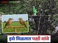 कमी खर्चात फायदेशीर उपाय म्हणजे पक्षी थांबे, असे तयार करा किंवा खरेदी करा! - Marathi News | Latest News Pakshi Thambe is low-cost and beneficial solution for farm see details | Latest agriculture News at Lokmat.com