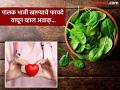 डायबिटीस आणि हृदयरोगाचा धोका कमी करते पालक भाजी, फायदे वाचाल तर रोज खाल! - Marathi News | Health benefits of spinach in diabetes blood sugar | Latest health Photos at Lokmat.com