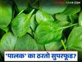 Palak Health Benefits : एक साधी भाजी, पण फायदे जबरदस्त; 'पालक' का ठरतो सुपरफूड? - Marathi News | latest news Palak Health Benefits : A simple vegetable, but the benefits are tremendous; Why is 'palak' a superfood? | Latest agriculture News at Lokmat.com