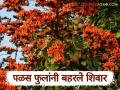 Palas Flowers: वसंत ऋतूची चाहूल लागतच पळस फुलांनी शेतशिवार फुलले - Marathi News | Palash Flower: latest news As soon as spring arrives, the fields were filled with palash flower. | Latest agriculture News at Lokmat.com