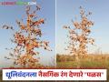 रंगपंचमी निमित्त नैसर्गिक रंग देणारा 'पळस' होतोय दुर्मिळ - Marathi News | On the occasion of Rang Panchami the 'Palas' tree which provides natural colors is becoming rare | Latest agriculture News at Lokmat.com