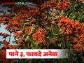 Palash tree benefits : 'पळस' दिसतो साधा, पण गुणधर्म ऐकून तुम्ही चकित व्हाल! - Marathi News | latest news Palash tree benefits: 'Palash' looks simple, but you will be surprised to hear its properties! | Latest agriculture News at Lokmat.com