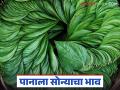 Betel Leaf Market : पान उत्पादक शेतकऱ्यांना दिलासा; बाजारात भाव तेजीत - Marathi News | latest news Betel Leaf Market : Relief for betel leaf farmers; Prices rise in the market | Latest agriculture News at Lokmat.com