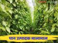 दसरा सणामुळे पान उत्पादक शेतकरी मालामाल कशी विकली जातात पाने? वाचा सविस्तर - Marathi News | Due to the Dussehra festival, the betel leaf producing farmers stock up How are the leaves sold? Read in detail | Latest agriculture News at Lokmat.com