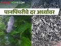 पानपिंपरीवर बुरशीचा अटॅक, चारशे रुपयांवरून थेट दोनशे रुपये दराने विक्री  - Marathi News | Latest News Panpimpri prices fell Fungal disease outbreaks | Latest agriculture News at Lokmat.com