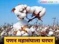 The Marketing Federation : पणन महासंघाला तीन वर्षांपासून प्रतीक्षा; केंद्राने अडविले सव्वाशे कोटी - Marathi News | The Marketing Federation: The Marketing Federation has been waiting for three years; The Center has blocked Rs. 125 crore | Latest agriculture News at Lokmat.com