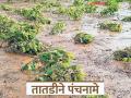 Pik Panchanama : शेतपिकांच्या नुकसानीचे तातडीने पंचनामे करावेत; महसूलमंत्र्यांचे आदेश - Marathi News | Pik Panchanama : Panchanamas should be done immediately for damage to agricultural crops; Revenue Minister orders | Latest agriculture News at Lokmat.com