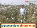 Cotton Farming : रासायनिक खताचा एक दाणाही नाही, कापसाचे एकरी 20 क्विंटल उत्पादन काढलं! - Marathi News | Latest News Cotton farming Twenty quintals of cotton per acre produced without chemical fertilizers | Latest agriculture News at Lokmat.com