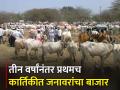 पंढरपूरच्या बाजारात तीन हजारांहून अधिक जनावरं - Marathi News | More than three thousand livestock in Pandharpur market | Latest agriculture News at Lokmat.com