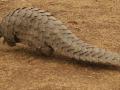 खवले मांजर तस्करांना पकडण्यासाठी टाकले जाळे - Marathi News | Sprade Net for Catch pangolin smugglers | Latest nagpur News at Lokmat.com