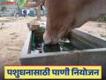 Animal Winter Care : हिवाळ्यात जनावरांना किती वेळा पाणी द्याल? जाणून घ्या सविस्तर  - Marathi News | Latest News Winter Care tips manage water for animals in winter Find out in detail | Latest agriculture News at Lokmat.com