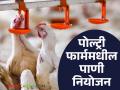 Poultry Farm Tips : पोल्ट्री फार्ममधील कोंबड्यांना पाणी देतांना 'या' गोष्टी नक्की लक्षात ठेवा, वाचा सविस्तर  - Marathi News | Latest News Keep these things in mind while giving water to chickens in poultry farms, read in detail | Latest agriculture News at Lokmat.com