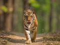पन्ना नॅशनल पार्क, हिवाळ्यात फिरण्यासाठी बेस्ट डेस्टिनेशन! - Marathi News | Panna National Park in Madhya Pradesh best destination to visit in winter | Latest travel News at Lokmat.com