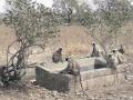 वाशिम  जिल्ह्यातील जंगलातील पाणवठे कोरडे;  प्राण्यांची भटकंती  - Marathi News | water pond dry in the forest of Washim district; Animal wanderd | Latest vashim News at Lokmat.com