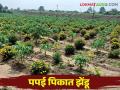 Intercropping In Papai : पपईच्या पिकात झेंडूची लागवड, शहाद्याच्या शेतकऱ्याचा प्रयोग, वाचा सविस्तर  - Marathi News | Latest News Intercrop Cultivation of marigold in papaya crop, experiment of Shahada farmer, read in detail  | Latest agriculture News at Lokmat.com