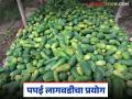 येवल्याच्या शेतकऱ्यानं कांद्याला फाटा देत पपईला जवळ केलं, आता एका टनाला सात हजारांचा दर मिळतोय - Marathi News | Latest News papai farming Farmers in Yeola get good income from papaya farming instead of onion crop | Latest agriculture News at Lokmat.com
