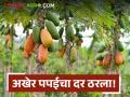 शेतकरी, व्यापारी, जिल्हाधिकाऱ्यांची बैठक, अखेर तिढा सुटला, पपईचा दर ठरला! - Marathi News | Latest News Decision to give papaya price of Rs 7 per kg in District Collector's meeting | Latest agriculture News at Lokmat.com